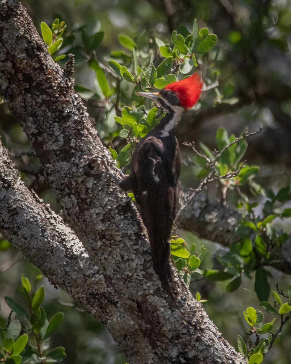 Black-bodied Woodpecker - ML282611551