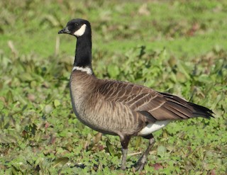 Cackling Goose, ML282611571