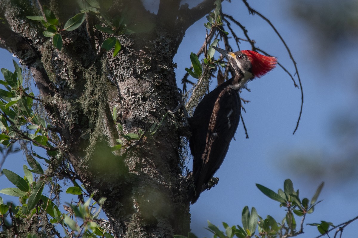 Black-bodied Woodpecker - ML282611661