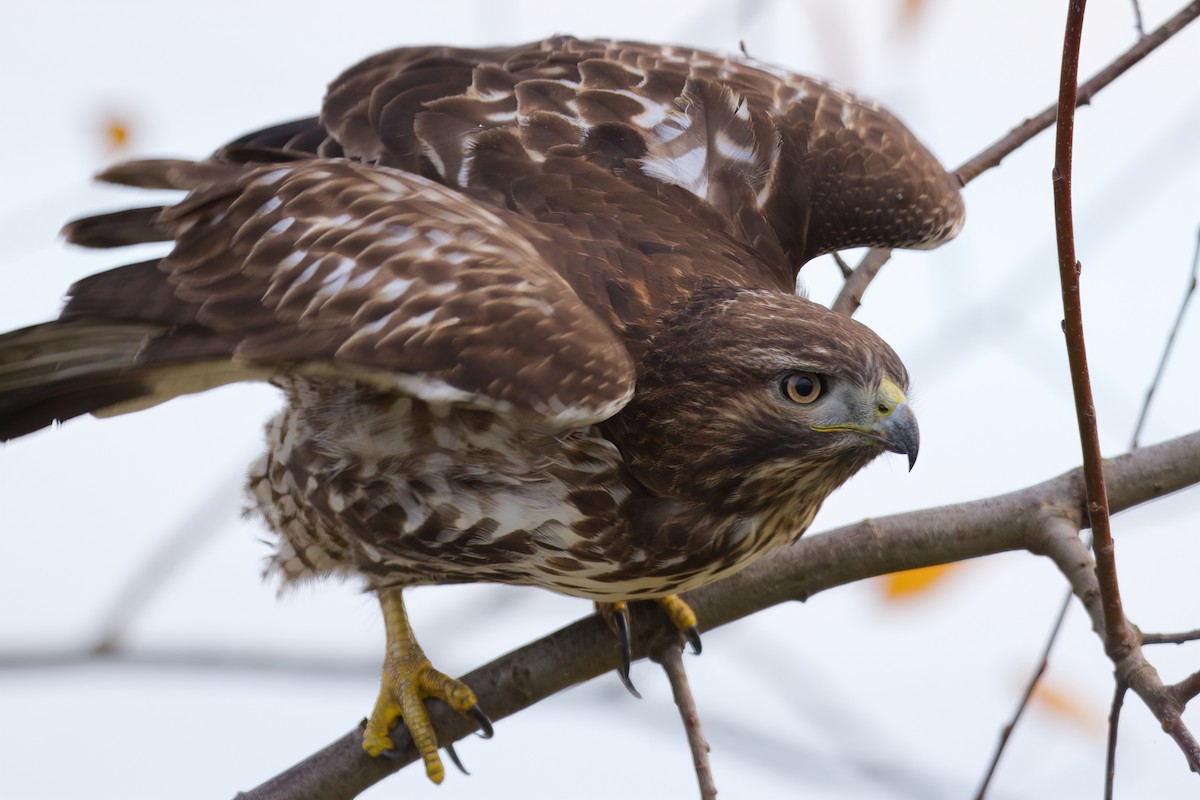 Red-tailed Hawk - ML282612871