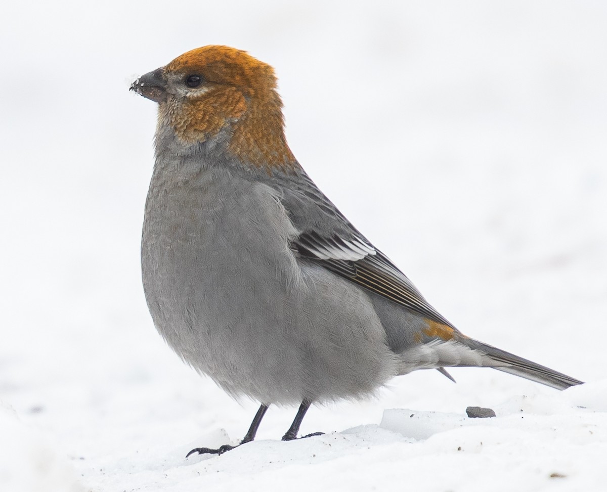 eBird Canada Checklist - 24 Nov 2020 - Peter Lougheed PP--Upper ...