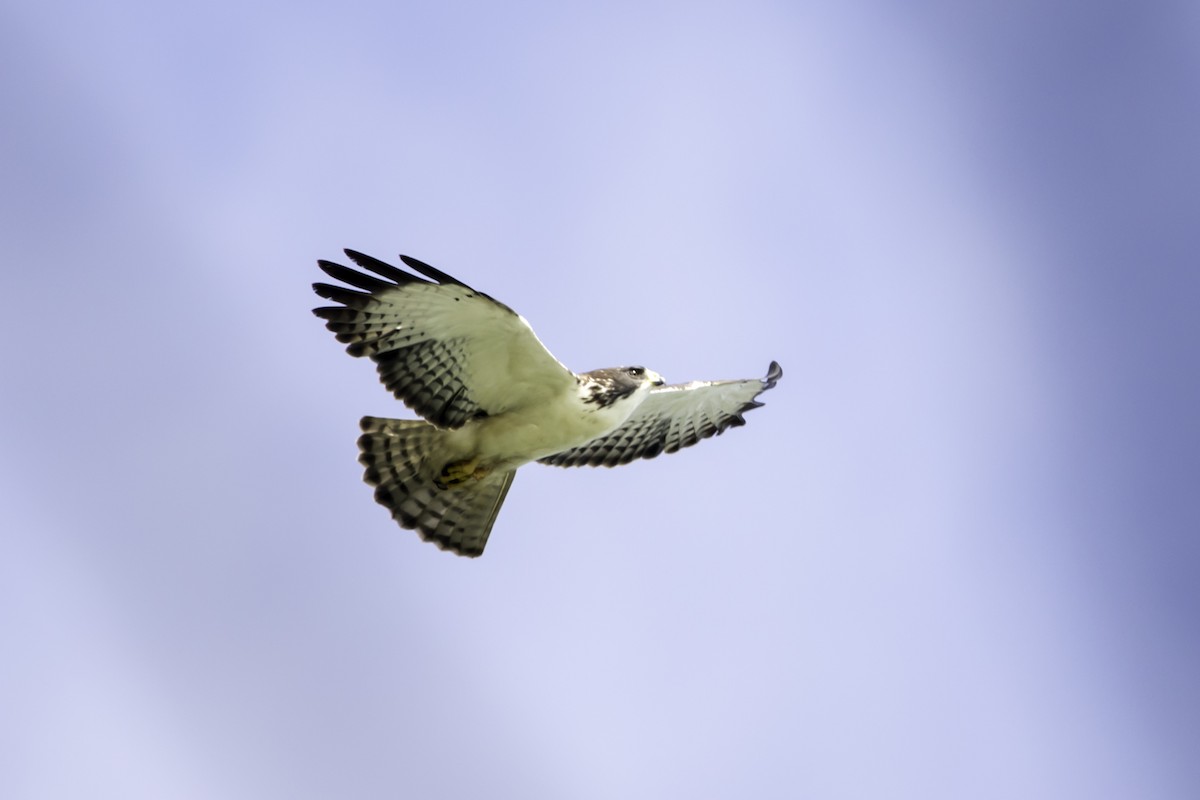 Short-tailed Hawk - Jorge Eduardo Ruano