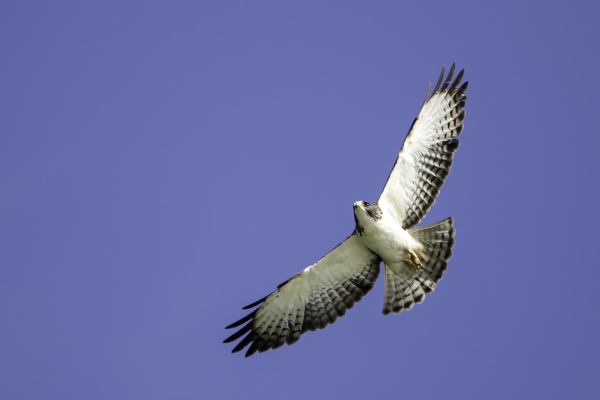 Short-tailed Hawk - Jorge Eduardo Ruano