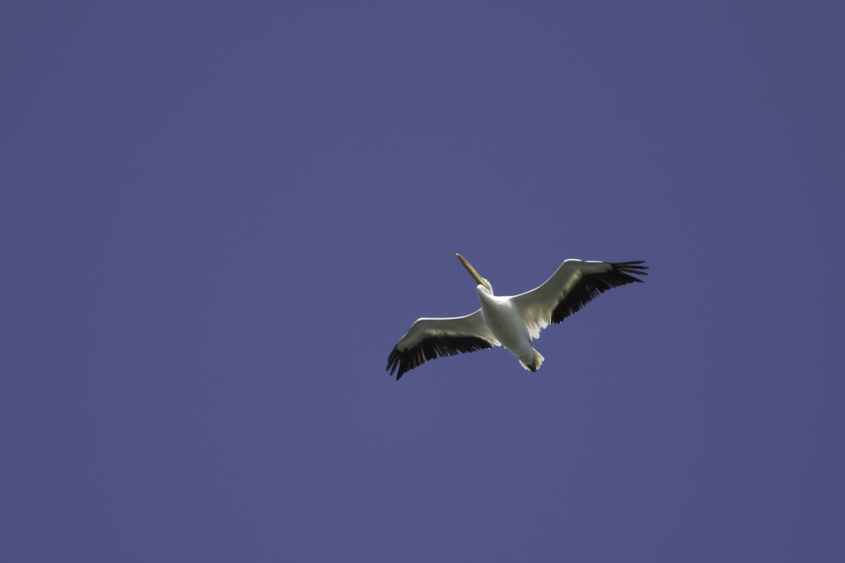 American White Pelican - Jorge Eduardo Ruano