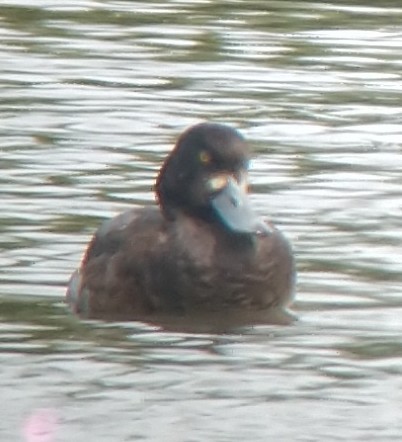 Greater Scaup - ML282621641