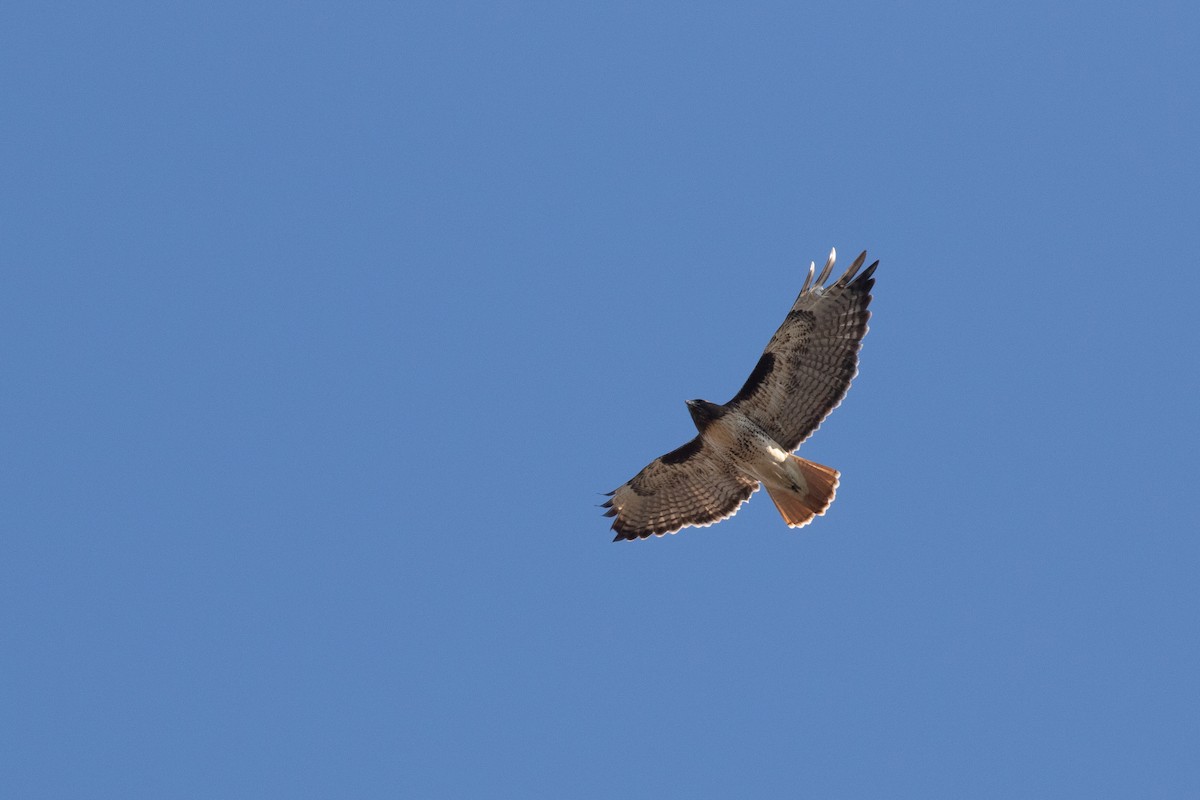 Red-tailed Hawk - Vicens Vila