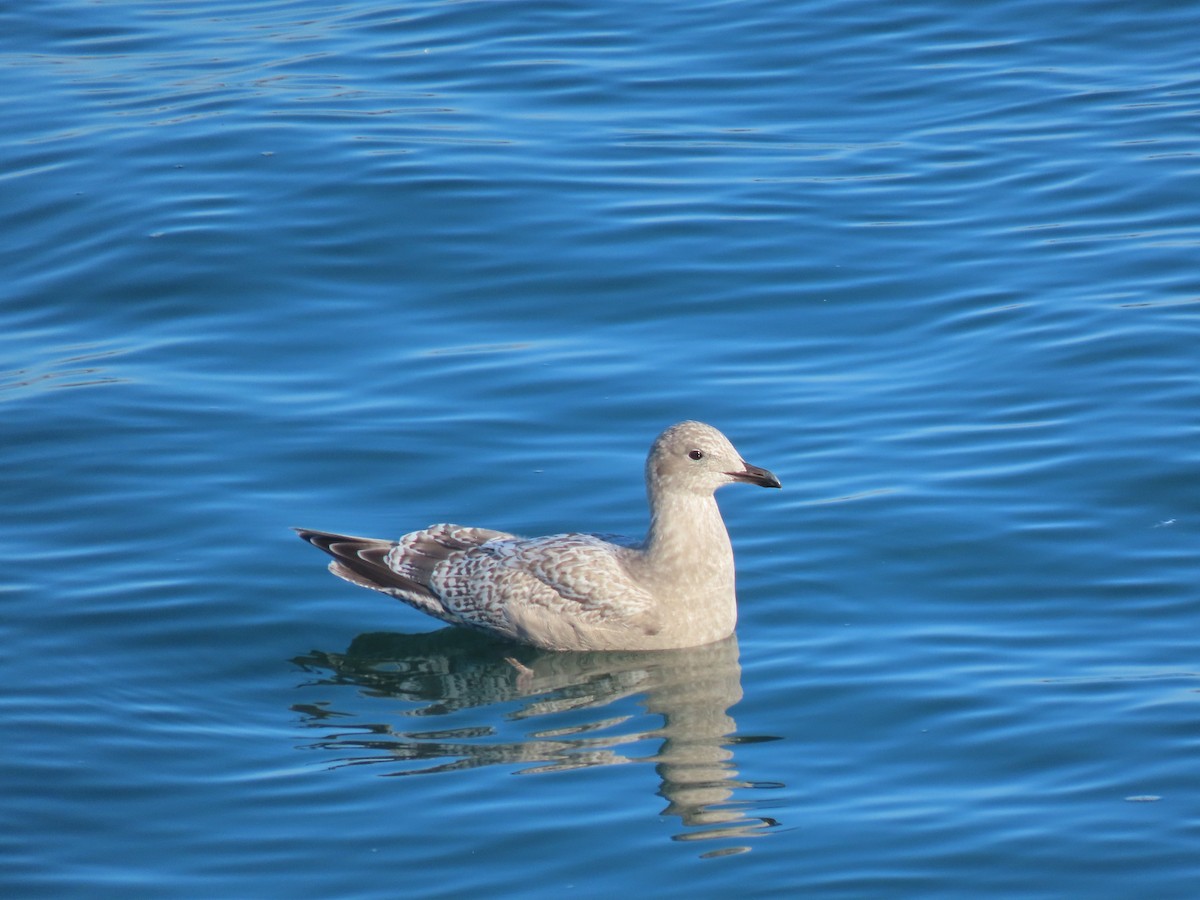 Iceland Gull (Thayer's) - Bernadette Ramer