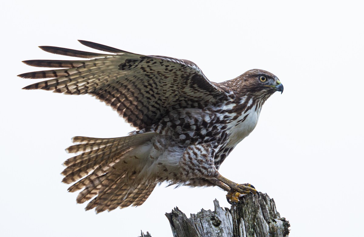 Red-tailed Hawk - ML282628691