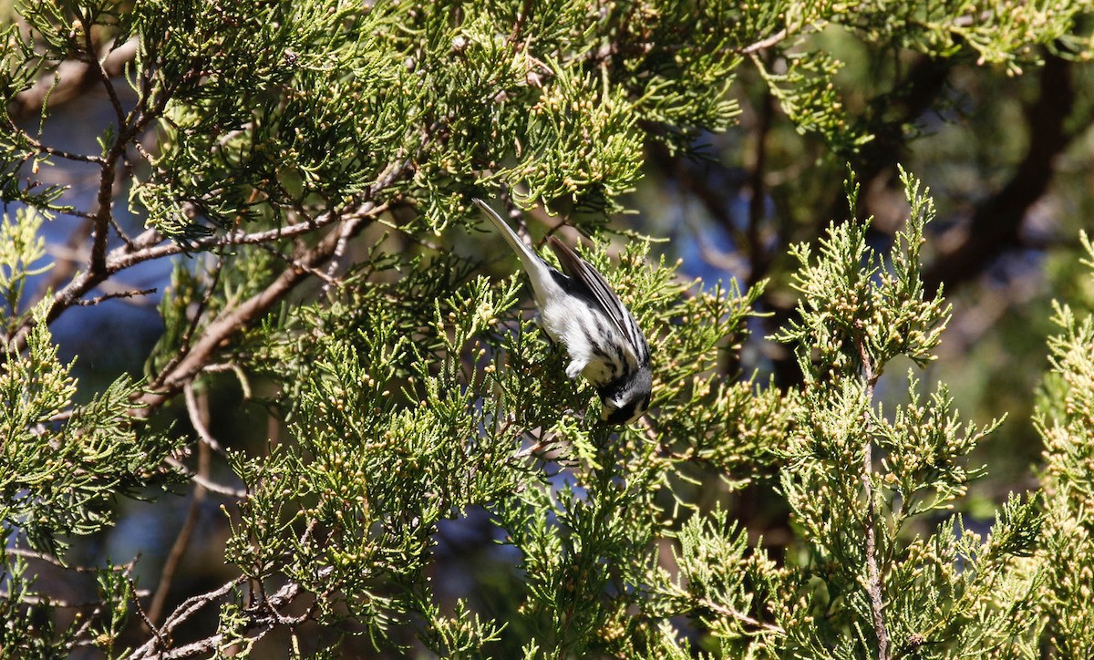 Black-throated Gray Warbler - ML282633641