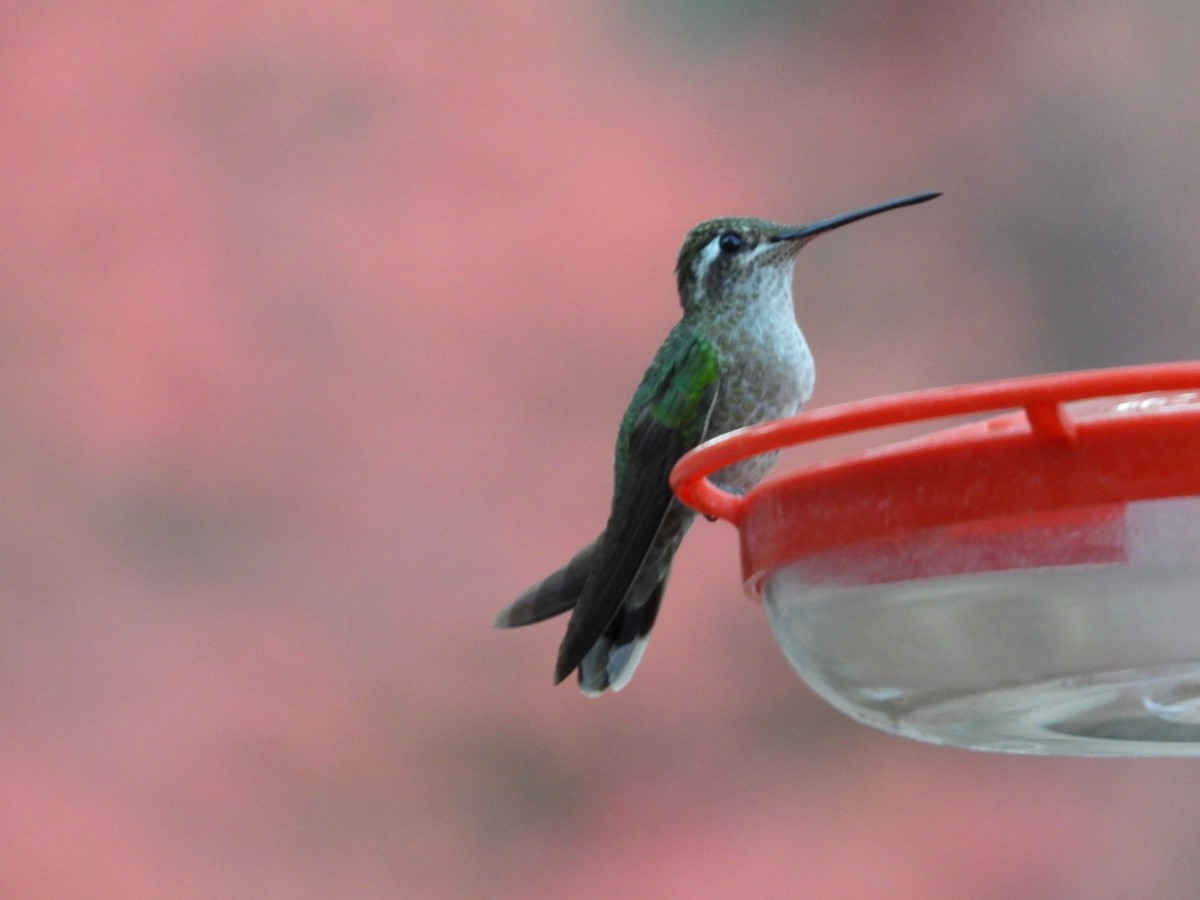 Rivoli's Hummingbird - ML282635831