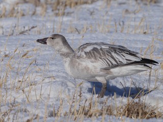 Snow Goose, ML282636791