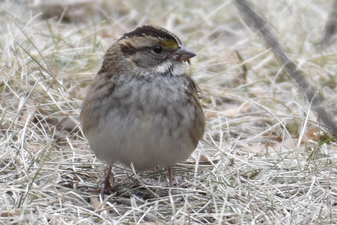 White-throated Sparrow - ML282637561