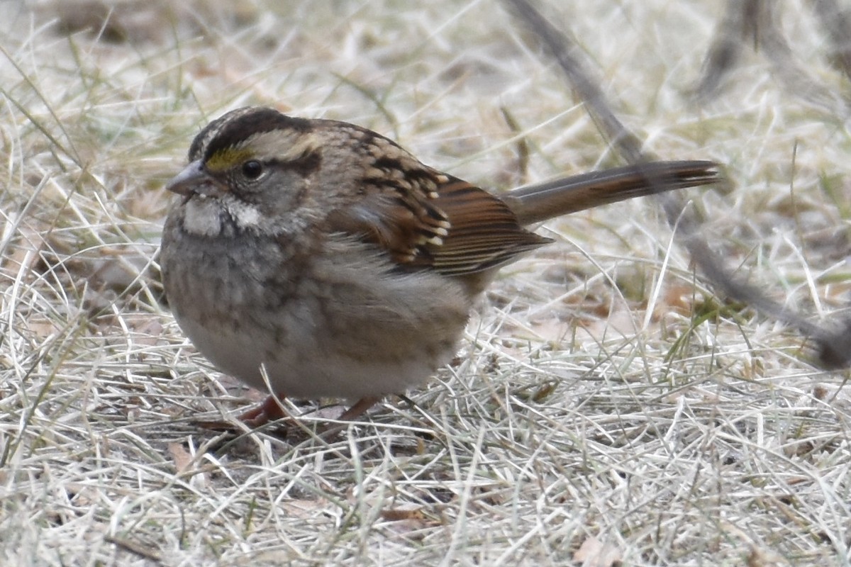 White-throated Sparrow - ML282637571