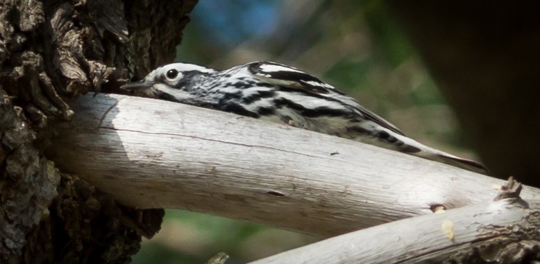 Black-and-white Warbler - ML28264531