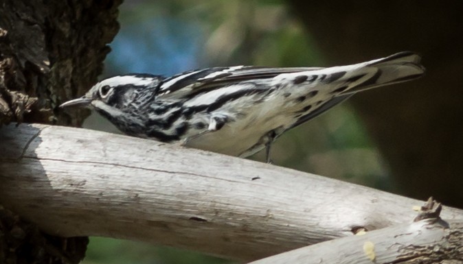 Black-and-white Warbler - ML28264541