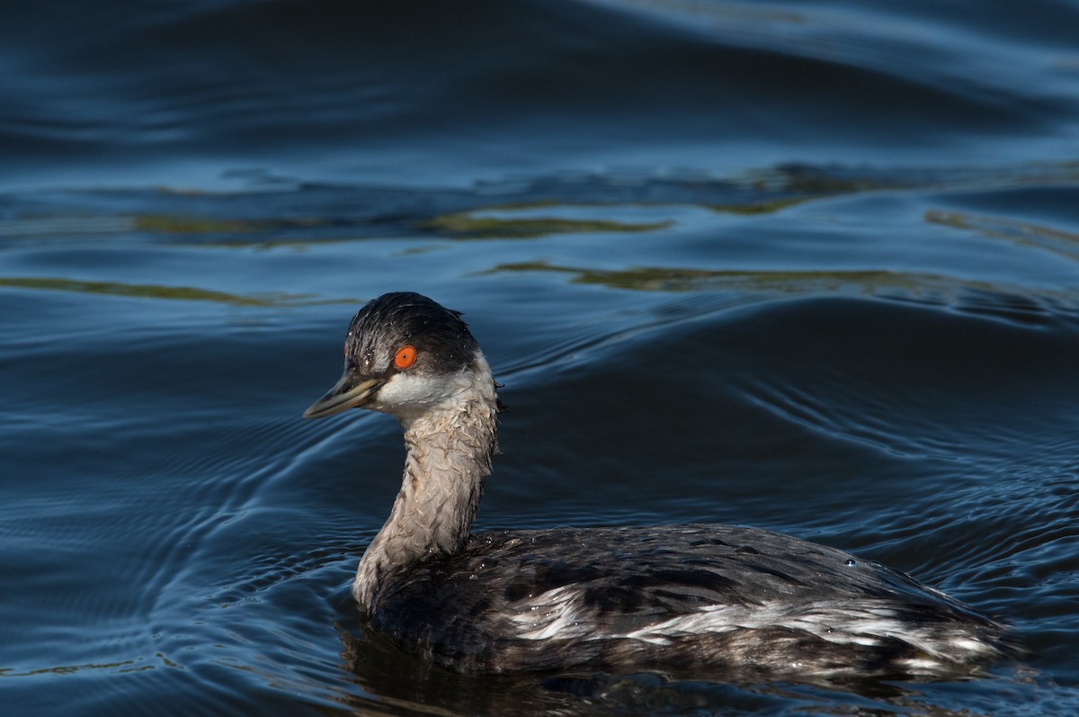 Eared Grebe - Thongthornpatch Chamadol
