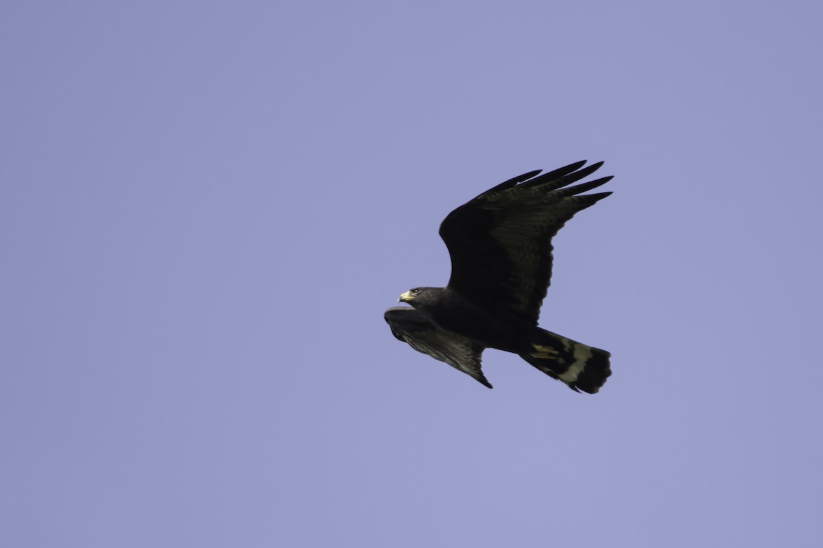 Zone-tailed Hawk - Jorge Eduardo Ruano