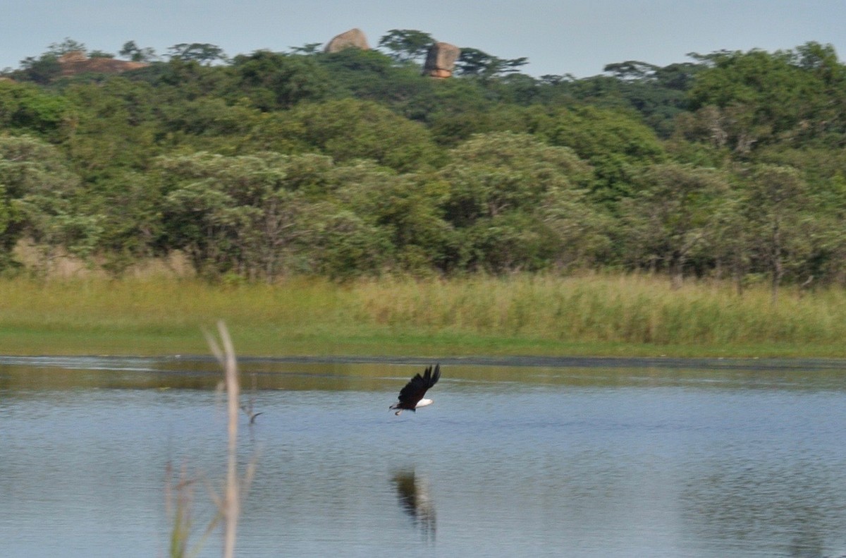 African Fish-Eagle - ML282655101