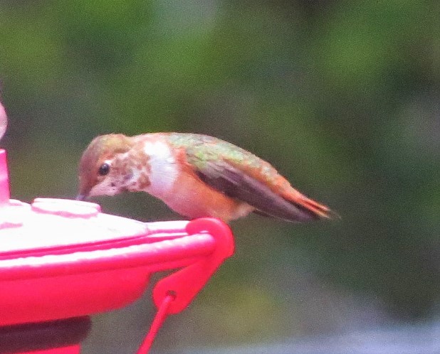 Rufous Hummingbird - ML282666111