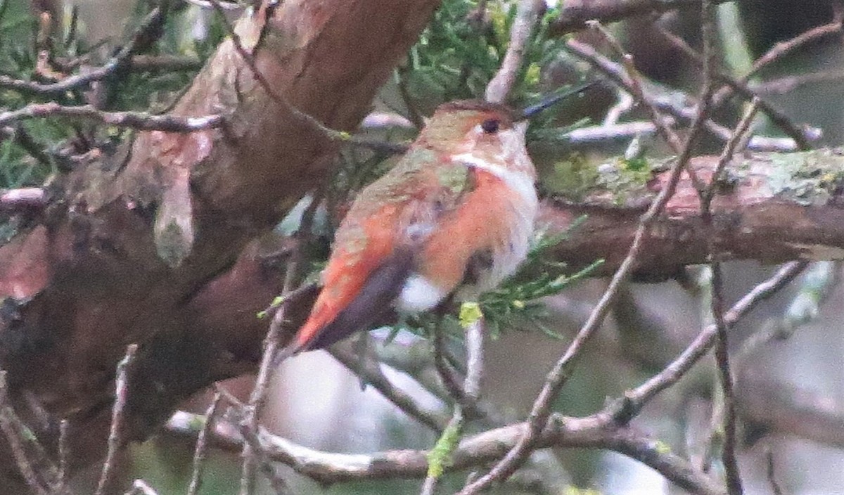 Rufous Hummingbird - ML282666121