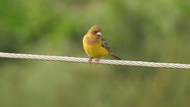 Red-headed Bunting - ML282666261