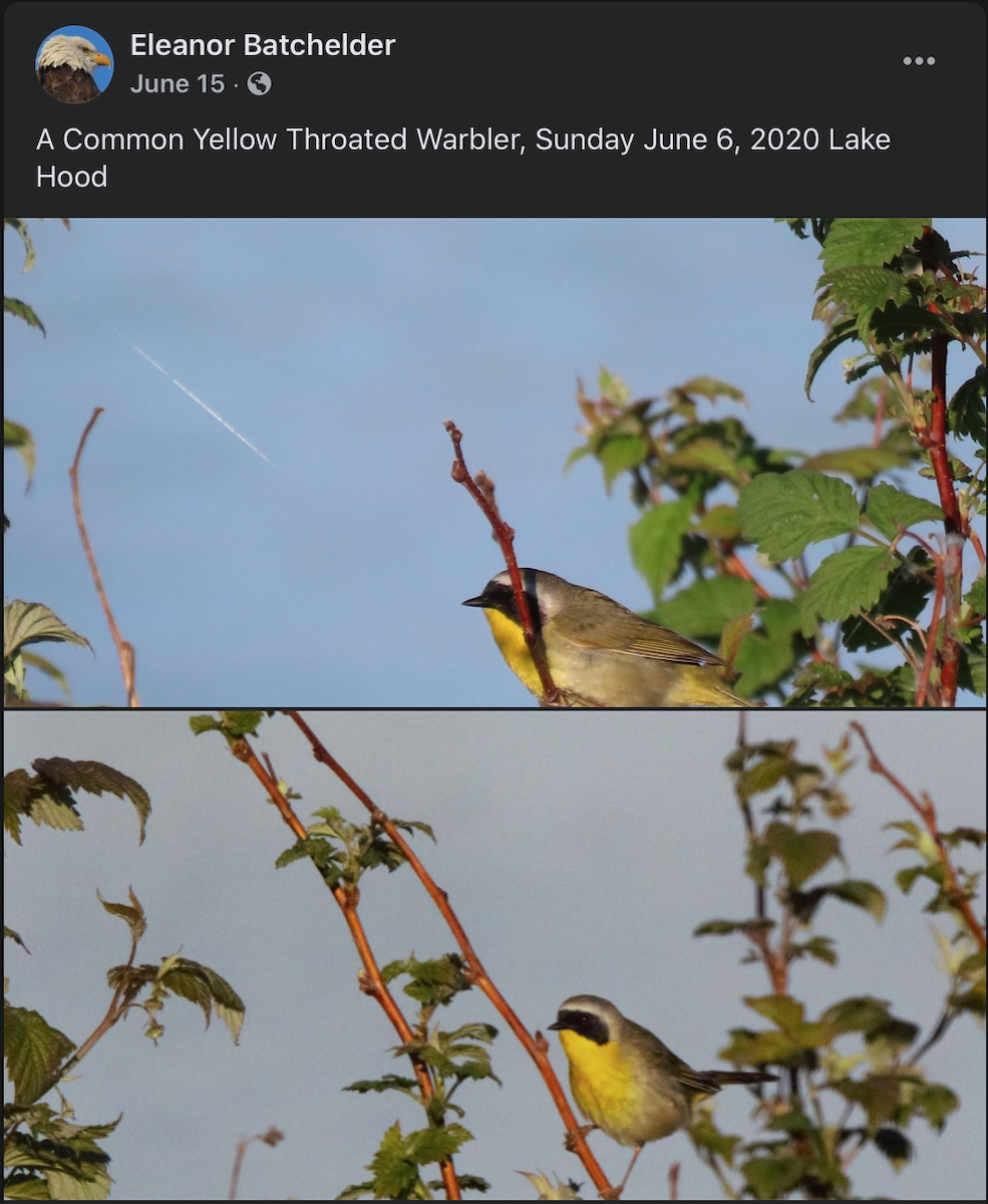 Common Yellowthroat - Anchorage Historical Records