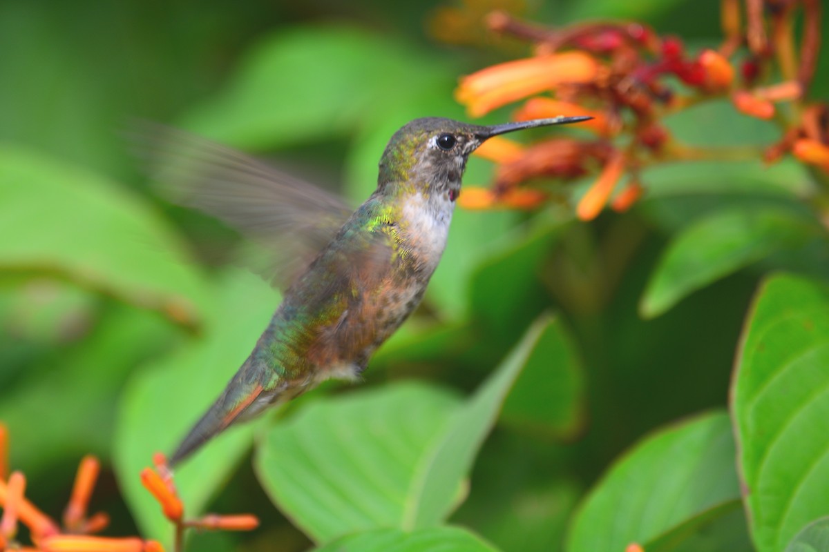 Broad-tailed Hummingbird - Beth McBroom