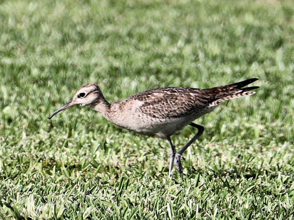 Little Curlew - jannette and peter manins