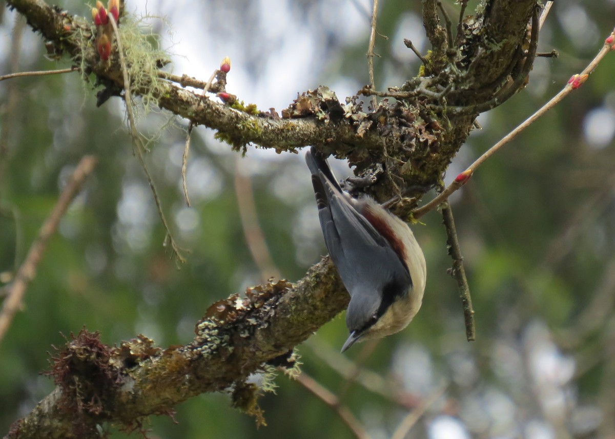 Chestnut-vented Nuthatch - Mark Smiles