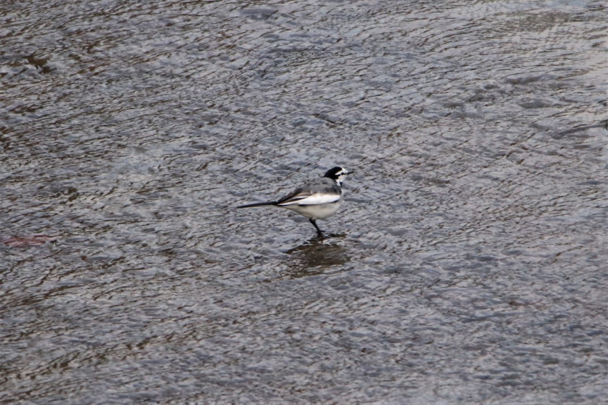 White Wagtail (Black-backed) - ML282674231