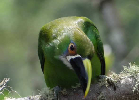 Southern Emerald-Toucanet - Barefoot Unschooling
