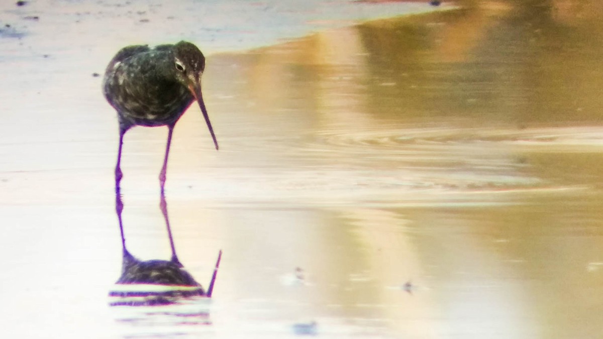 Spotted Redshank - ML28268201
