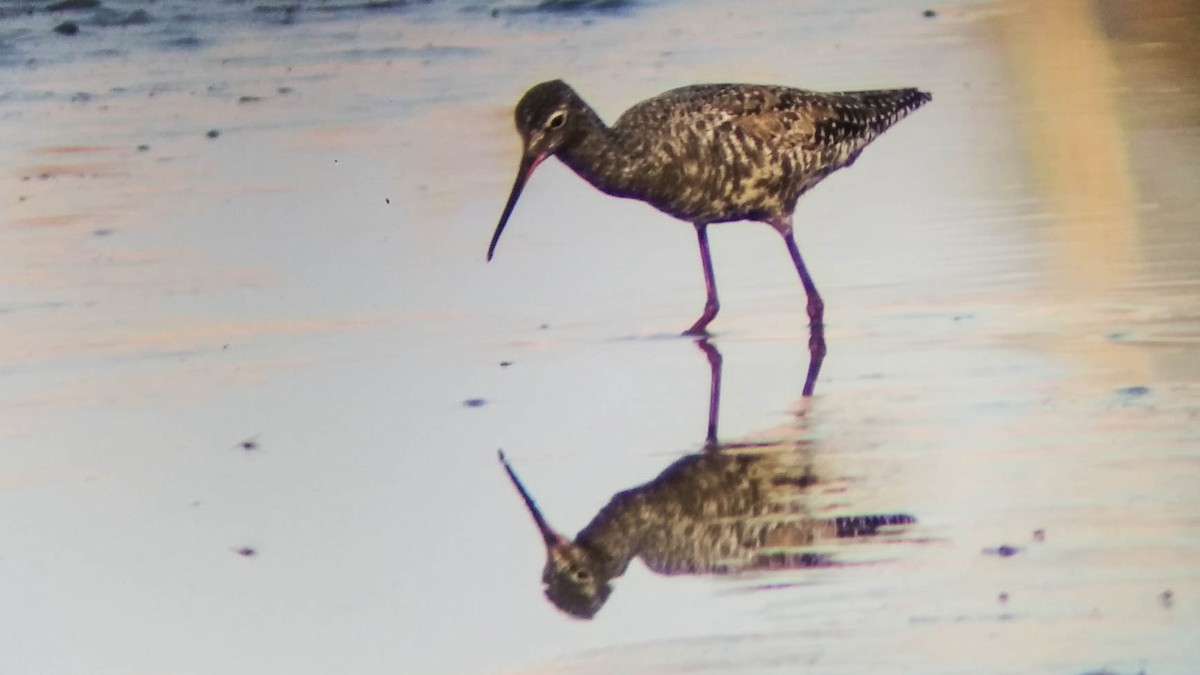Spotted Redshank - ML28268211