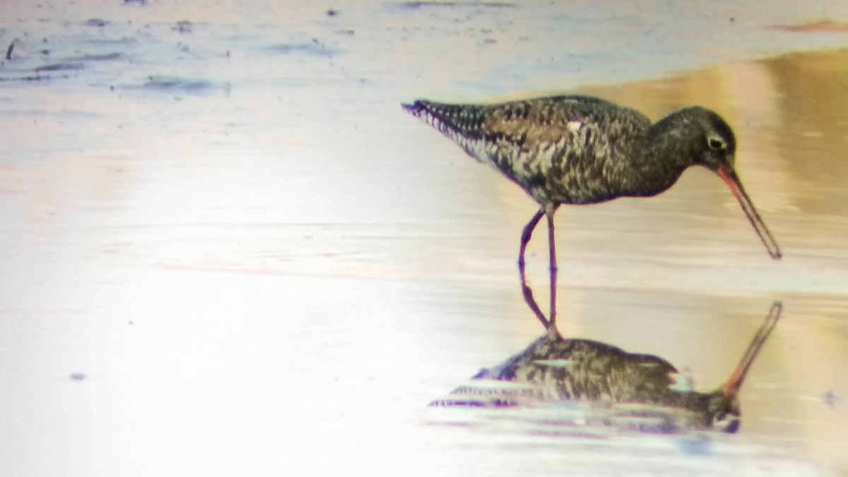 Spotted Redshank - ML28268221