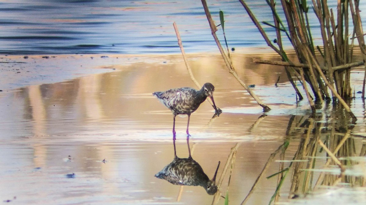 Spotted Redshank - ML28268241
