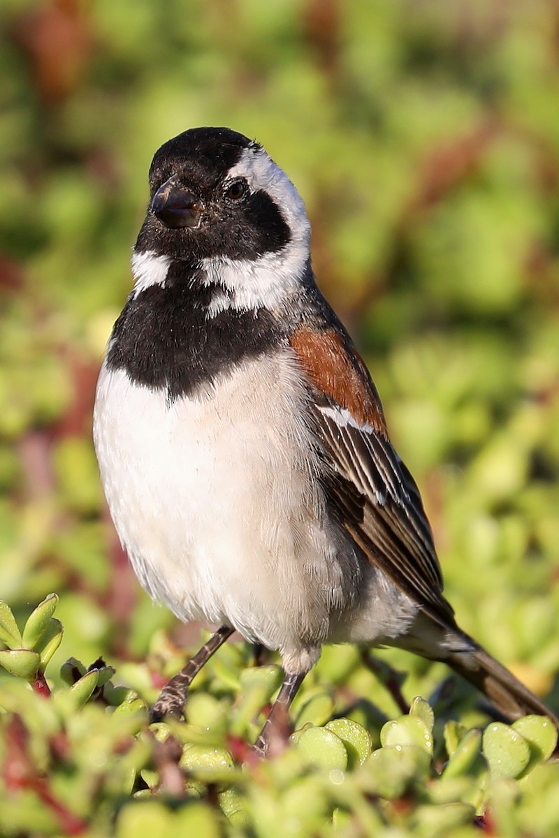 Cape Sparrow - Peter Kyne