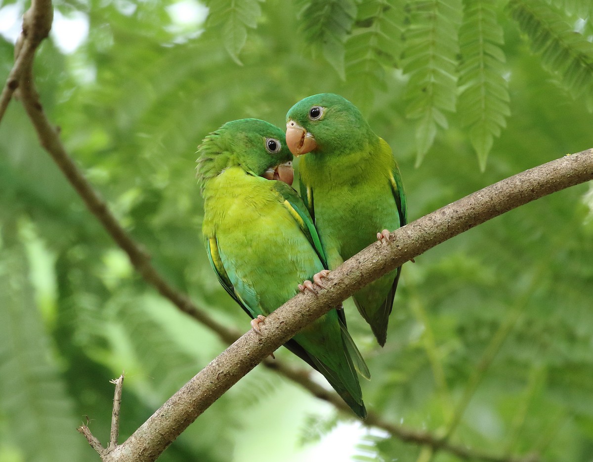 Orange-chinned Parakeet - William Price
