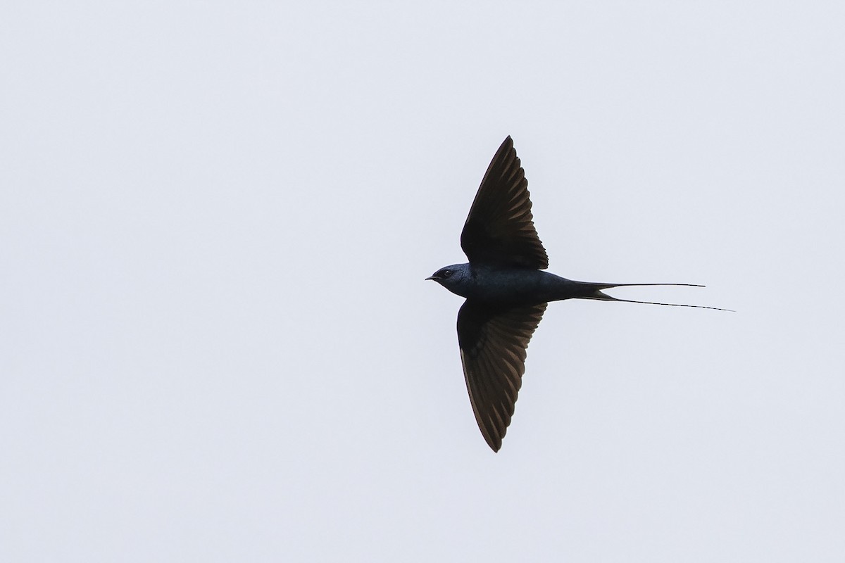 Montane Blue Swallow - Niall D Perrins