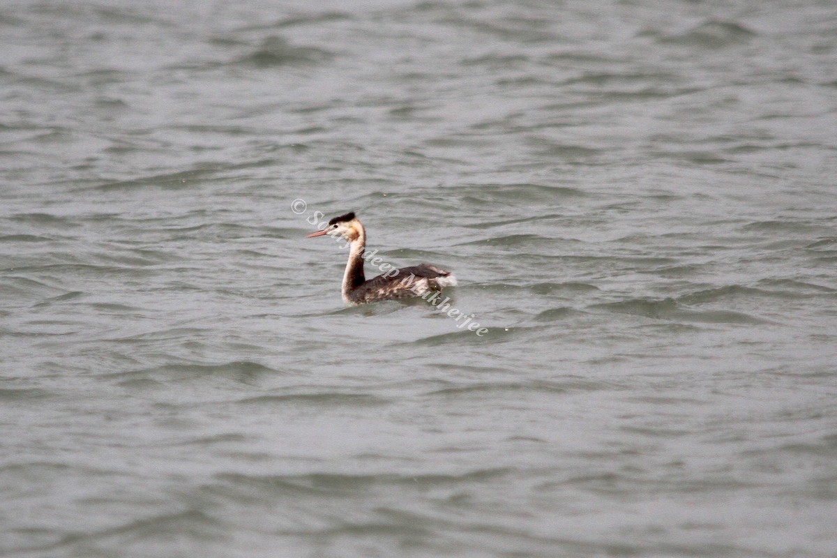 Great Crested Grebe - ML282688781