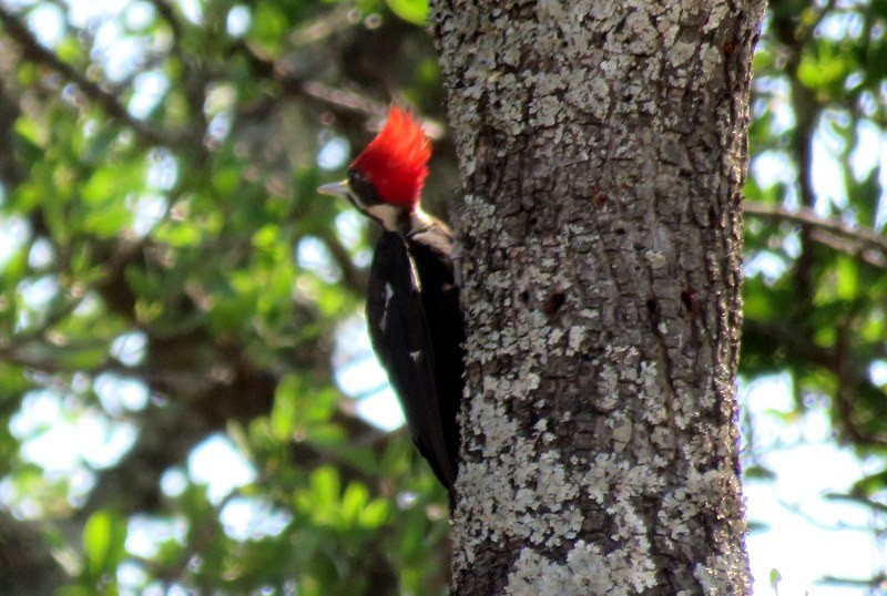 Black-bodied Woodpecker - ML282693981