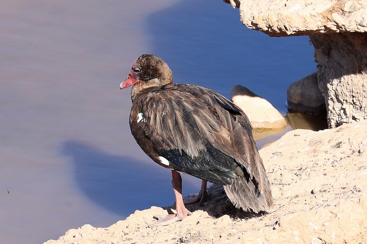 Spur-winged Goose - ML282694751
