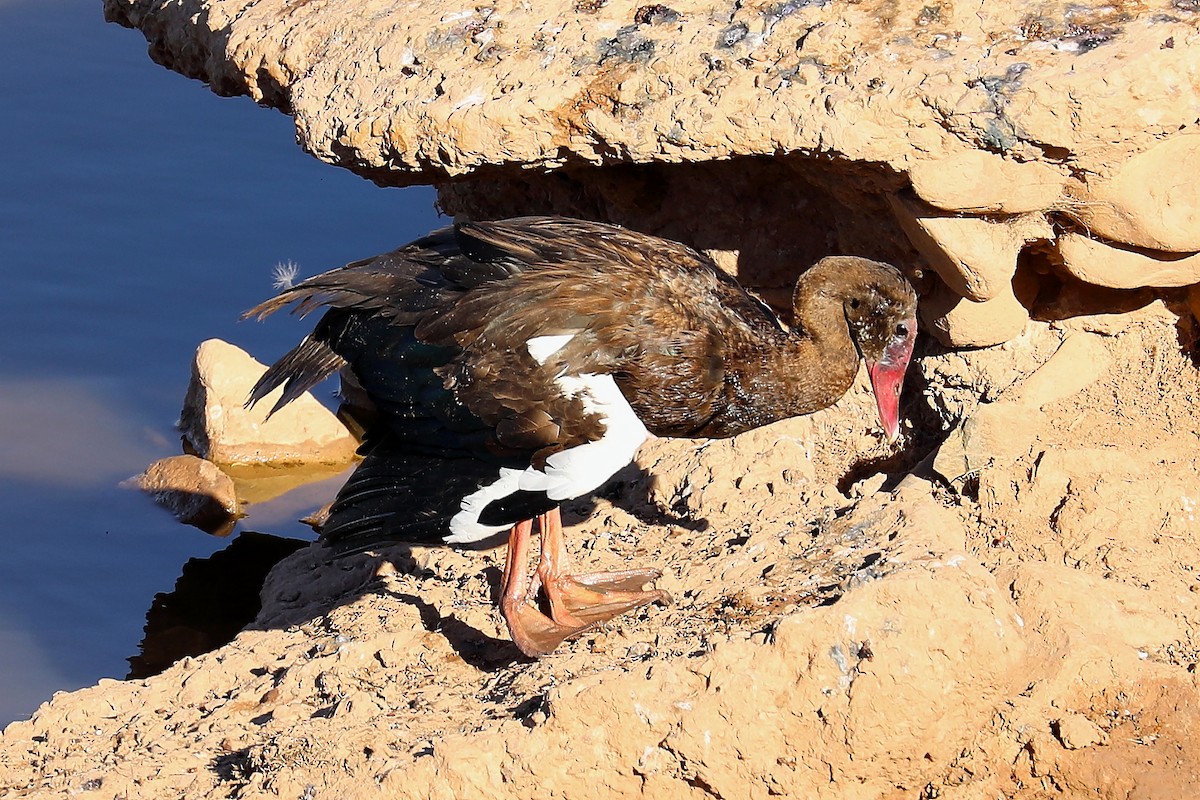 Spur-winged Goose - ML282694761