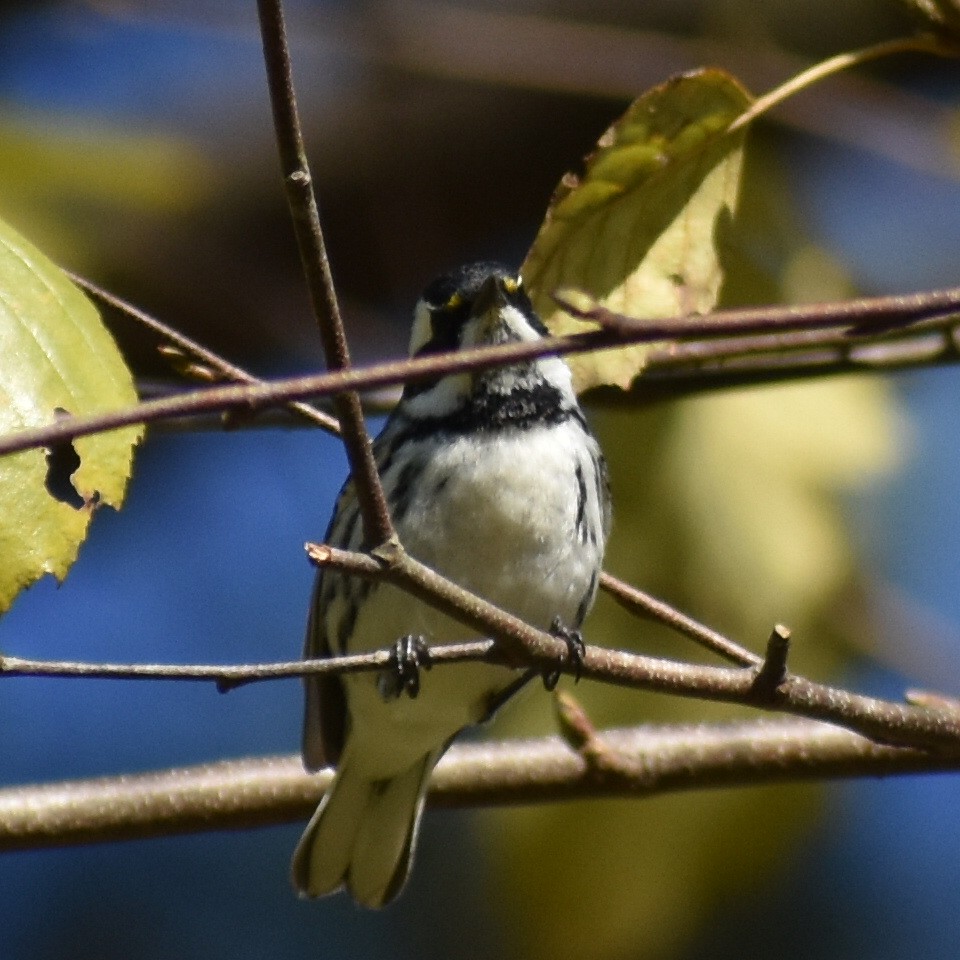Black-throated Gray Warbler - ML282694841