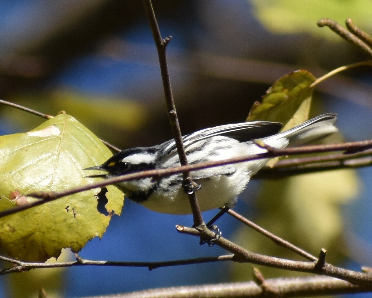 Black-throated Gray Warbler - ML282694851