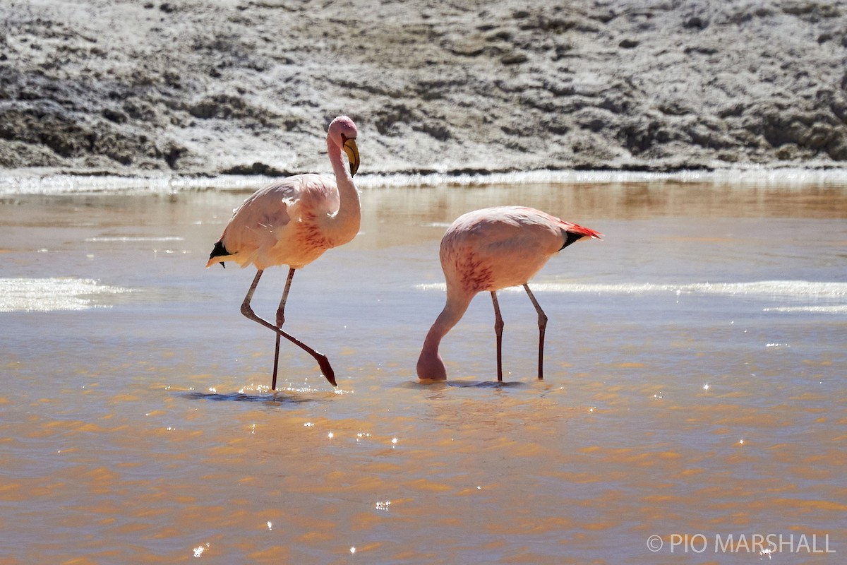 Puna Flamingosu - ML282695821