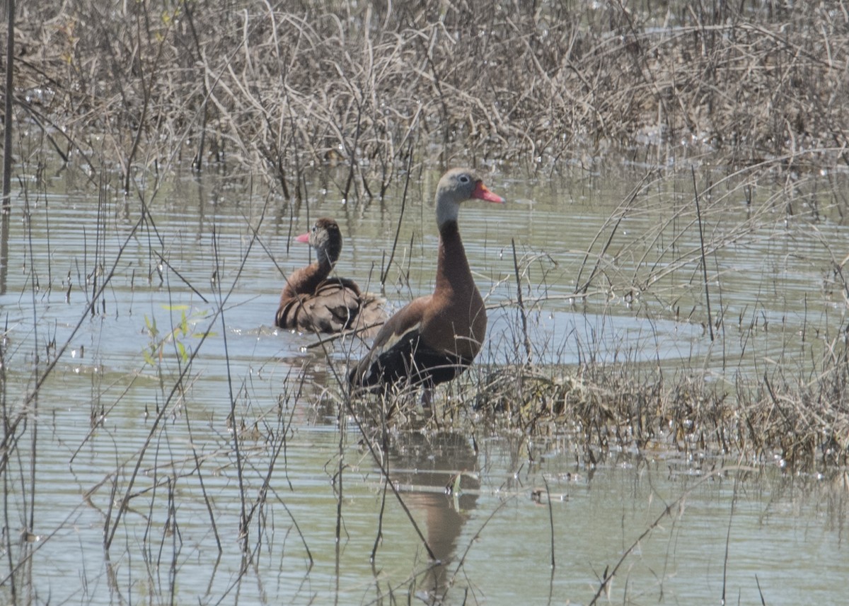Black-bellied Whistling-Duck - Michael Linz