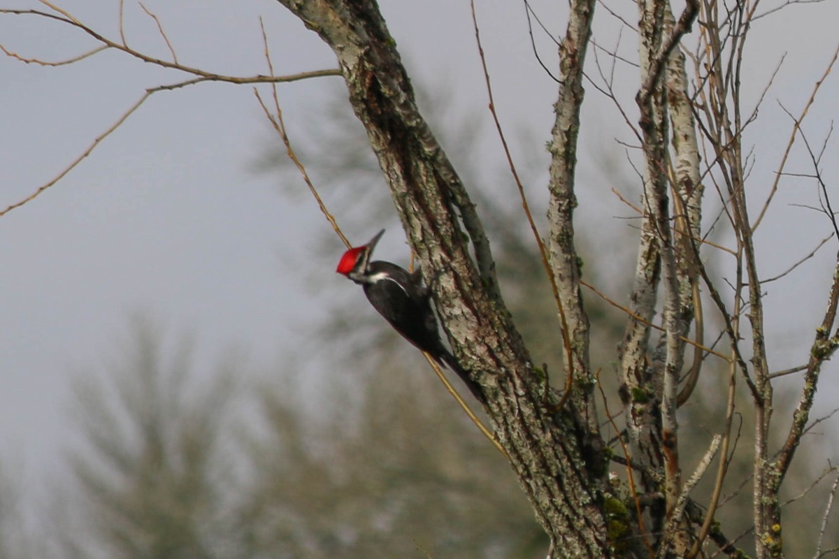 Pileated Woodpecker - ML282700421
