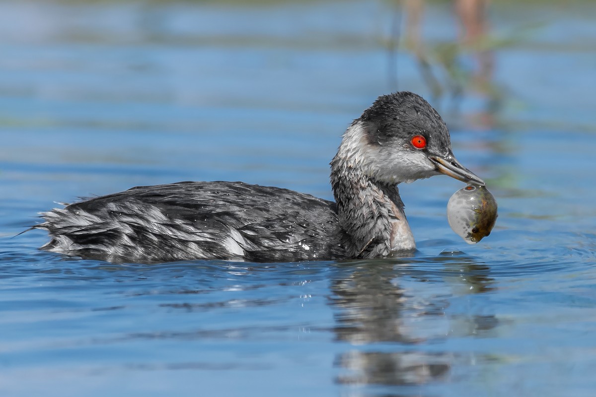 Eared Grebe - Natthaphat Chotjuckdikul