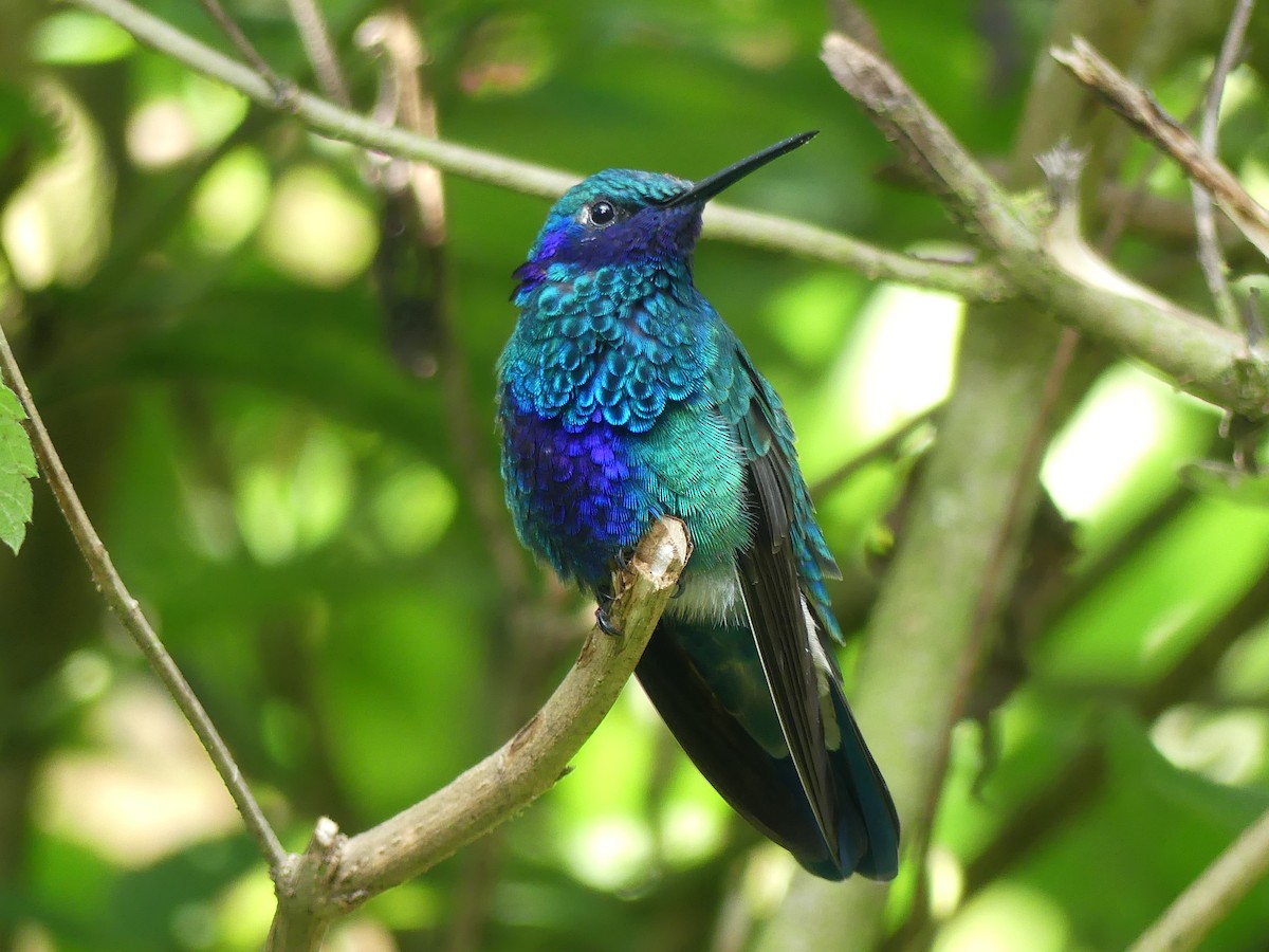 kolibřík modrolící - ML282708241