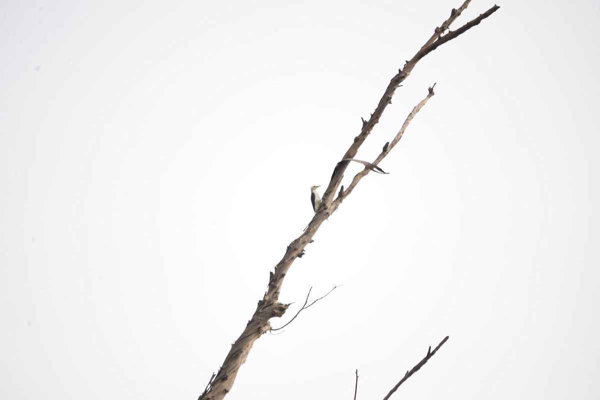 White Woodpecker - LUCIANO BERNARDES